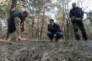 Цвітіння сон-трави, Міжрічинський регіональний ландшафтний парк